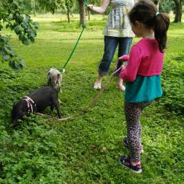 a little girl holding a dog on a leash