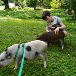 a person petting a dog that is standing in the grass