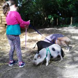 a small dog on a leash