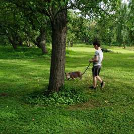 a person throwing a frisbee on a lush green field
