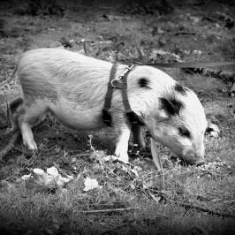a sheep standing on top of a dirt field