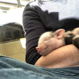 a cat lying on a bed