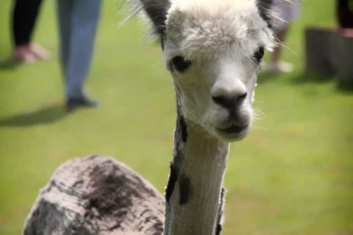 a close up of an animal