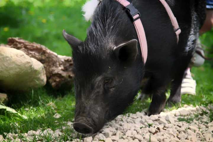 a cow is standing in the grass