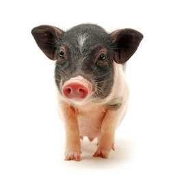 an animal looking at the camera