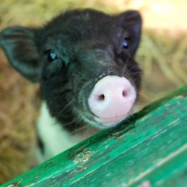 a close up of an animal