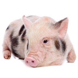 a rodent looking at the camera