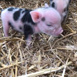 a dog lying on a pile of hay