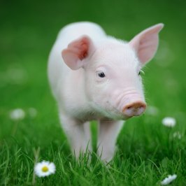 a dog standing on top of a grass covered field