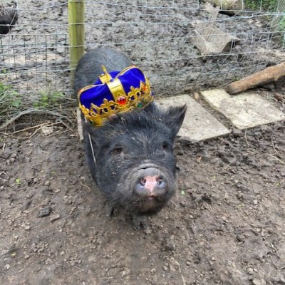 A micro pig wearing a crown