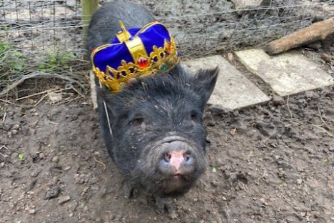 A micro pig wearing a crown