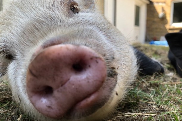 a close up of an animal