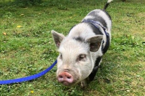 a dog standing on top of a grass covered field