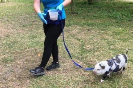 a person and a dog on a leash