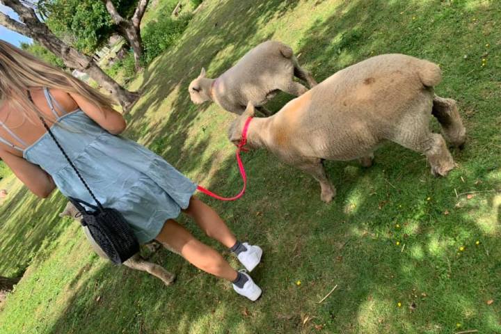 a dog lying on the grass