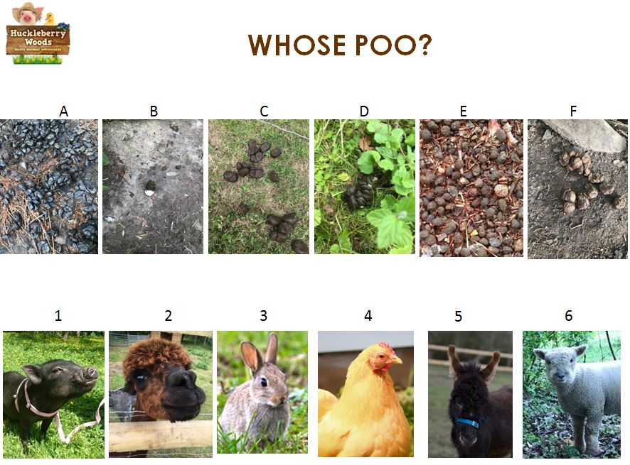 a group of sheep in a box