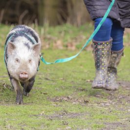 a little boy that is standing in the grass
