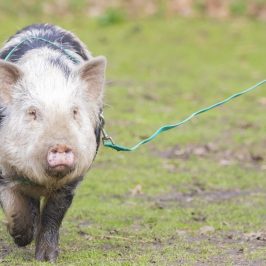 a dog standing on top of a grass covered field