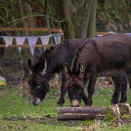 a cow grazing in a fenced in area