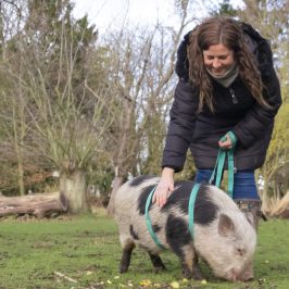 a dog that is standing in the grass