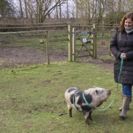 a person holding a dog in a field