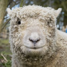 a close up of a sheep