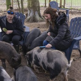 a person petting a dog