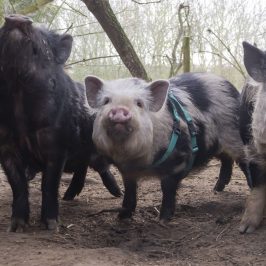 a group of sheep standing on top of a dirt field