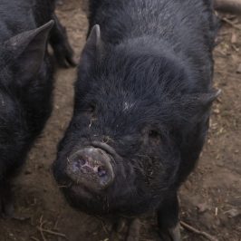 a cow is standing in the dirt