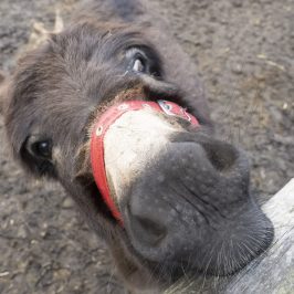 a close up of an animal