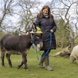 a herd of sheep standing on top of a grass covered field