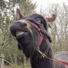 a dog standing on top of a horse