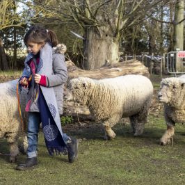 a herd of sheep standing on top of a grass covered field