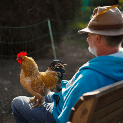 a parrot sitting on top of a wooden fence