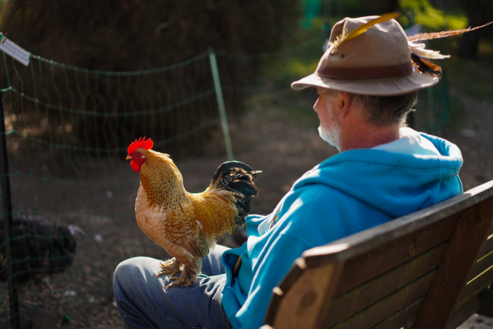 a parrot sitting on top of a wooden fence