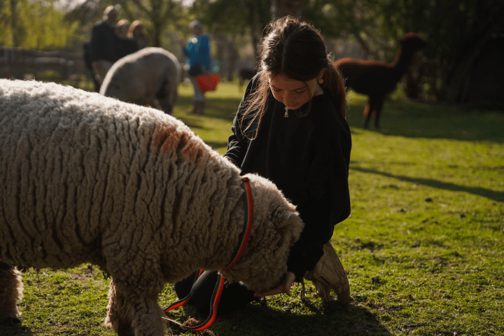 a person petting a sheep in a field
