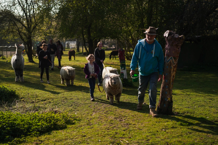 a group of sheep standing on top of a grass covered field