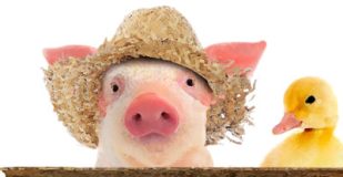 a close up of a stuffed animal