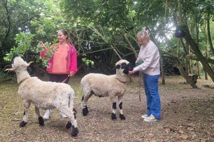 Two people interact with two cute valais blacknose sheep in a wooded area.