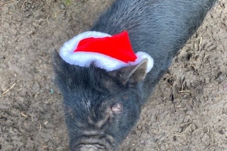 a close up of an animal