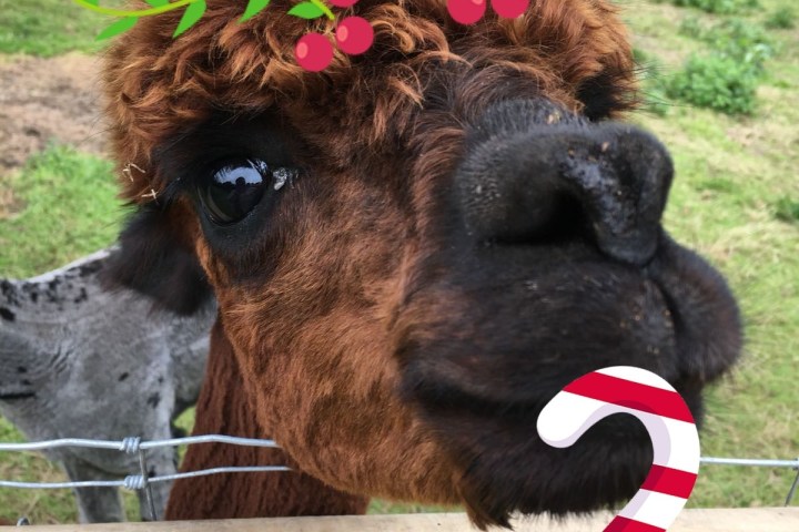 a dog sticking its head through a fence