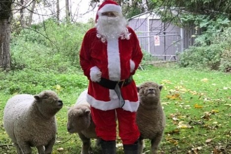 a couple of sheep standing on top of a grass covered field