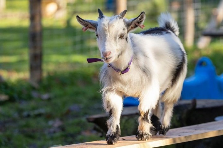 a goat standing on top of a wooden fence
