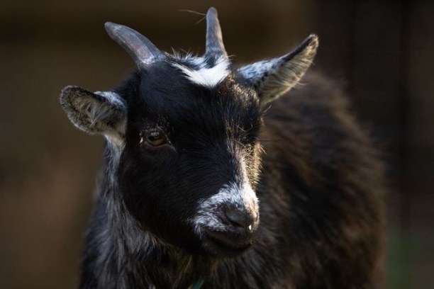 a goat looking at the camera