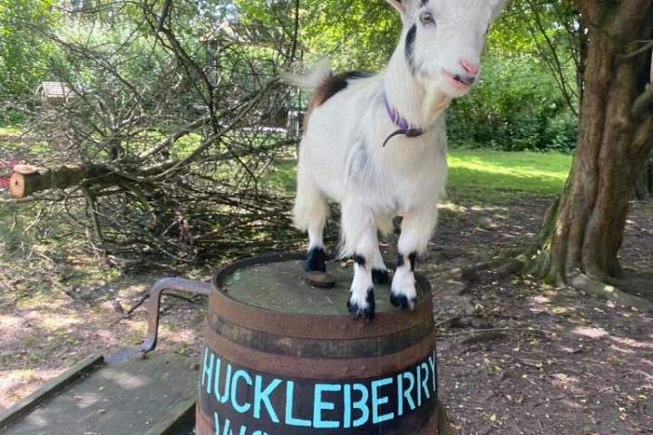 Goat at Huckleberry Woods