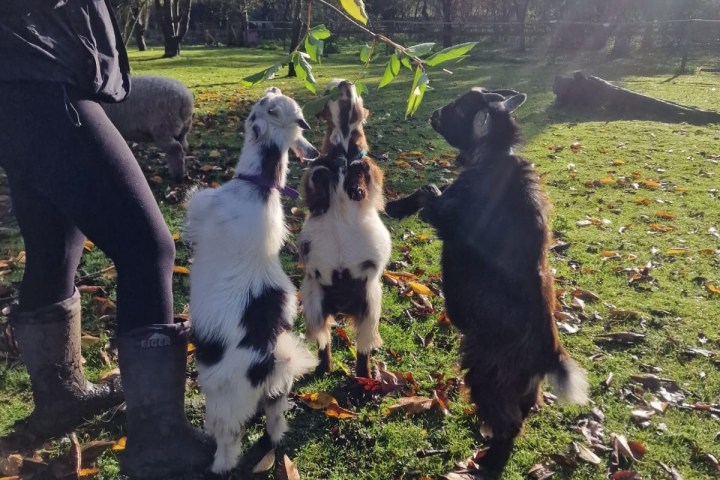 a dog that is standing in the grass