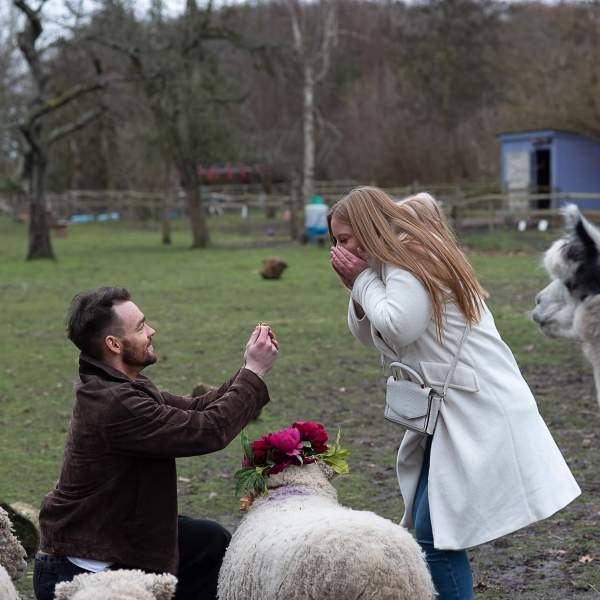 a person petting a sheep