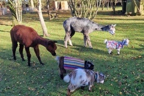 Grazing in the orchard