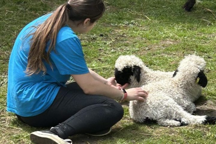 a group of sheep sitting in the grass