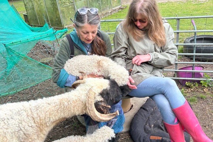 a person petting a sheep